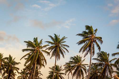 tree coconut trees under cloudy sky during daytime summer